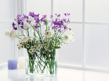 Beneficios de tener flores y plantas en el hogar