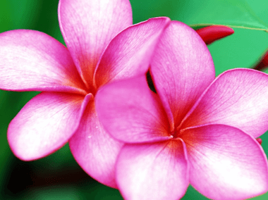 Flores y Regalos alrededor del mundo