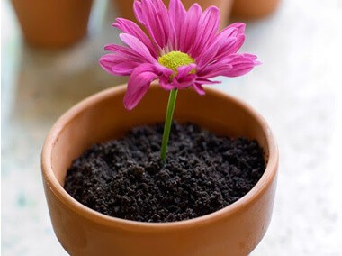 Cómo hacer una linda macetita con helado y flores