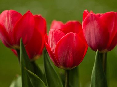 Las Flores y personalidades