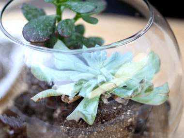 Elabora un terrario en 5 sencillos pasos