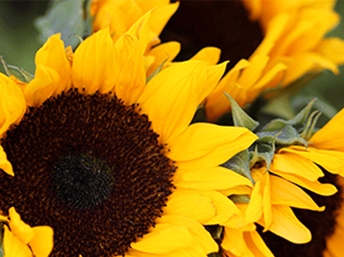 Flores con Olor a México.